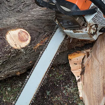 Tree Services